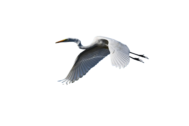 heron, great egret, river
