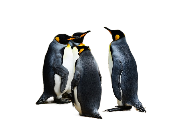 king penguins, birds, animals 王企鹅,鸟类,动物