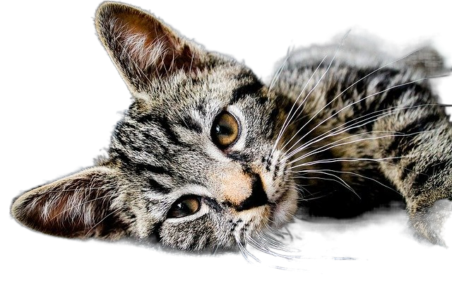 cat, feline, pet 猫,猫,宠物