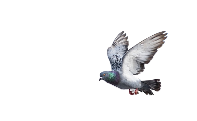 bird, pigeon, wing