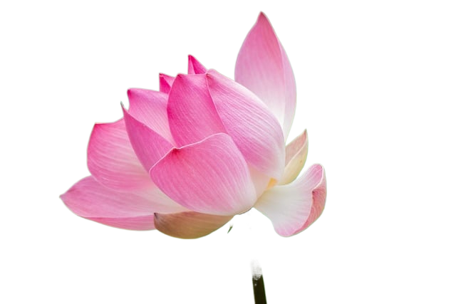 lotus, pink flower, blooming