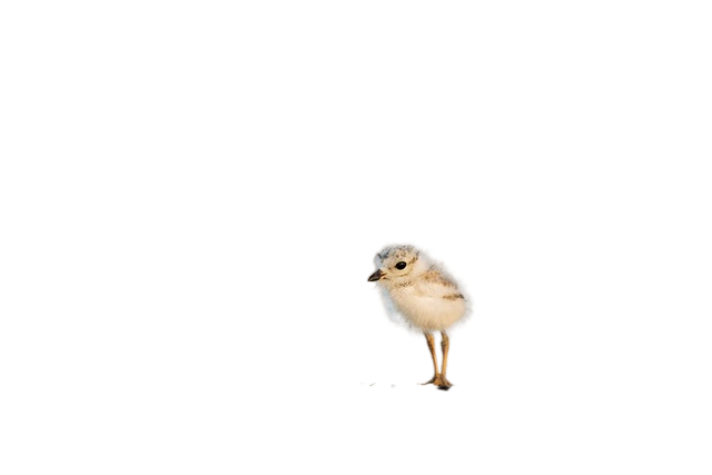 animal, avian, beak 动物,鸟类,鸟喙