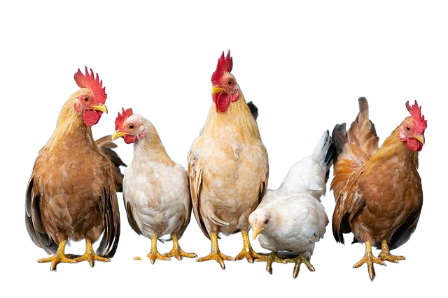 chicken, rooster, hen 鸡,公鸡,母鸡
