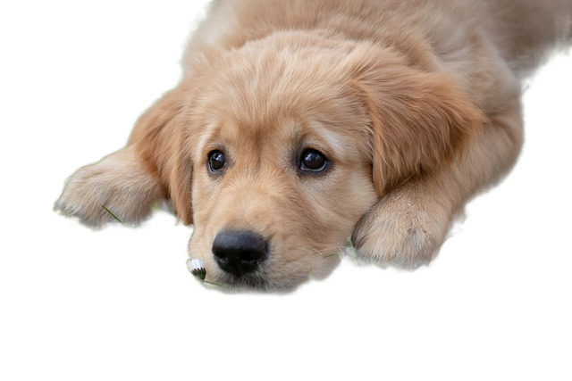 dog, puppy, golden retriever 狗,狗,金毛猎犬
