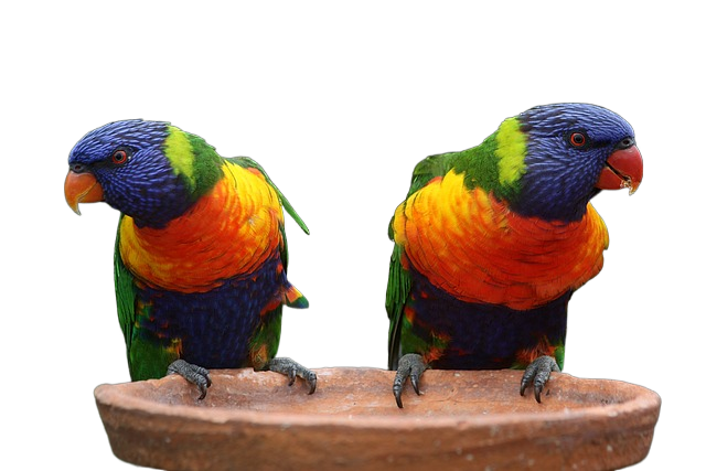 rainbow lorikeets, parrots, pair 彩虹鹦鹉,鹦鹉,一对