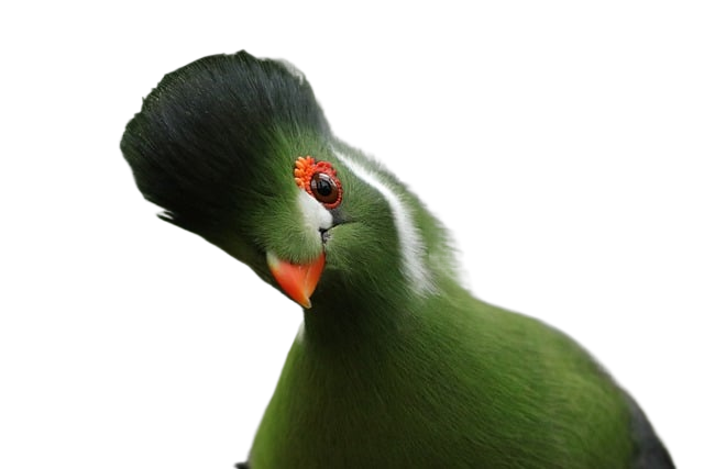 bird, white-cheeked turaco, tauraco leucotis