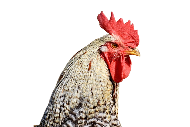 rooster head, bird, animal