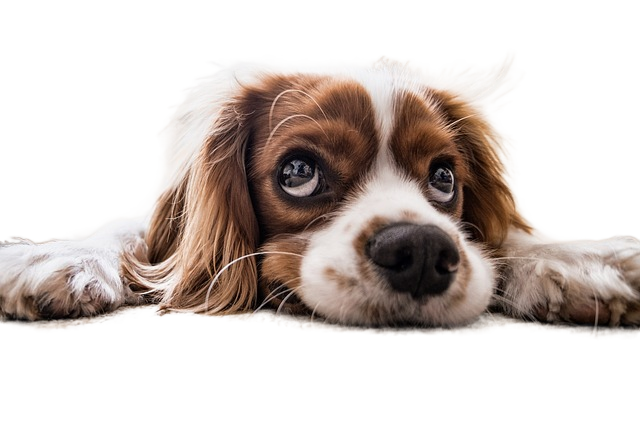 puppy, pet, canine 小狗,宠物,狗