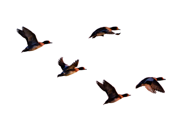 eurasian wigeon, duck, water bird 欧亚野鸭,鸭子,水只鸟