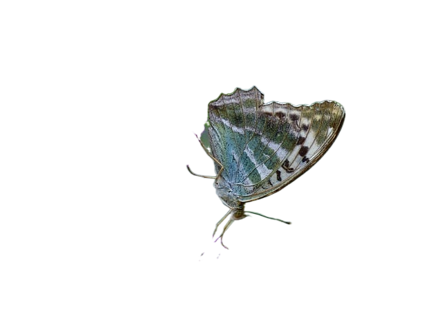 imperial coat, butterfly, insect 帝国的外套,蝴蝶,昆虫