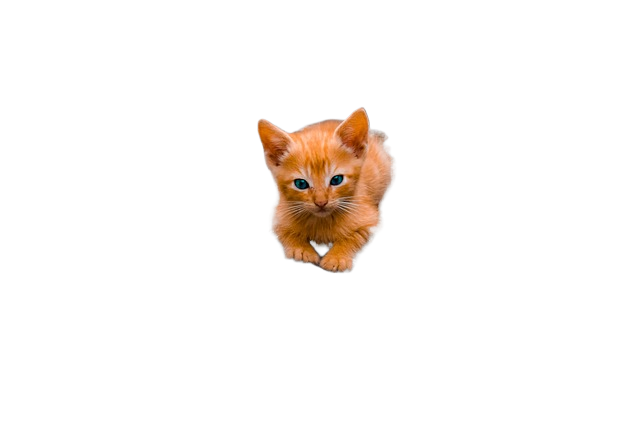 kitten, cat, pet