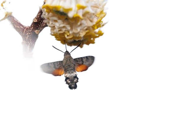 hummingbird hawk moth, moth, blossom 蜂鸟鹰蛾蛾,开花