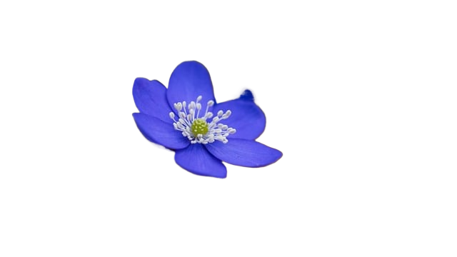 liverworts, liverflower, early bloomer