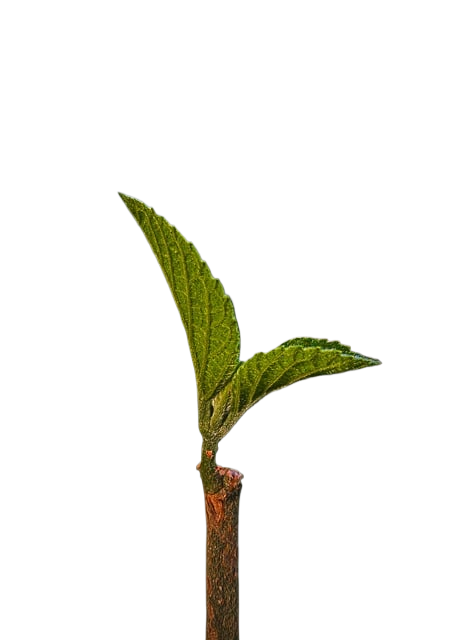 leaf, tree, green