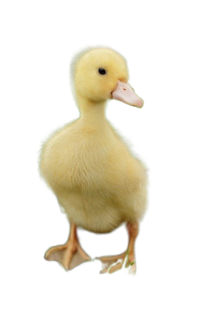 animal, baby, bird 动物,宝贝,鸟