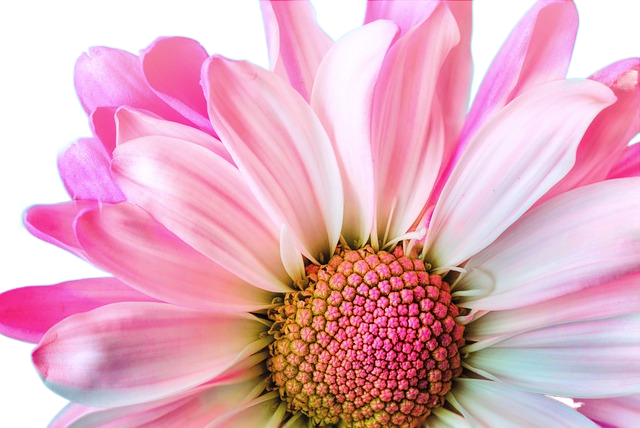 flower, nature, nature background 花,自然,自然背景