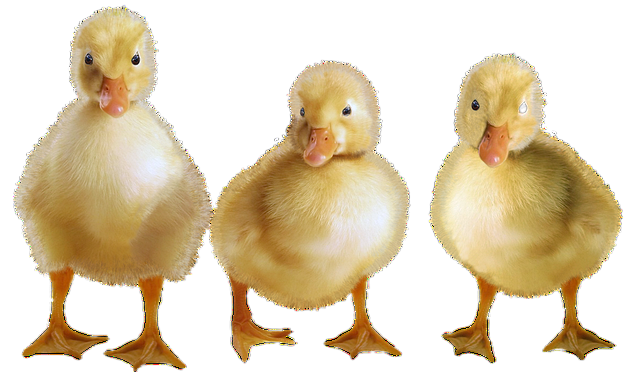ducks, ducklings, water bird 鸭子,鸭子,水只鸟