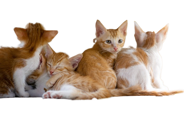 cat, animal, kitty
