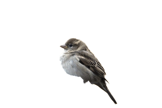 sparrow, bird, little bird