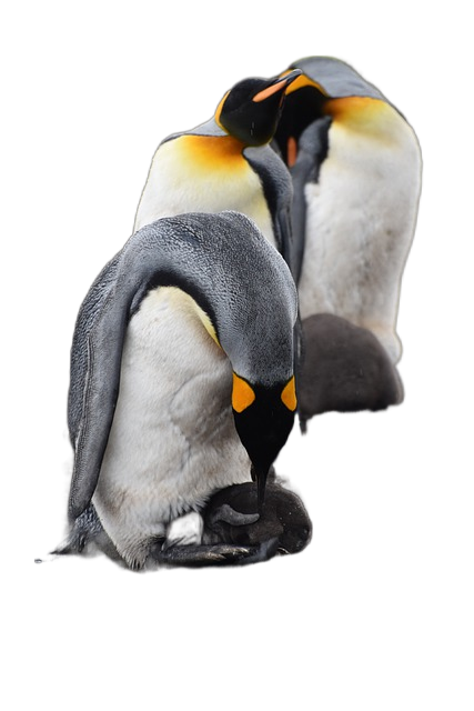 port stanley, falkland islands, malvinien port stanley, falkland islands, malvinien