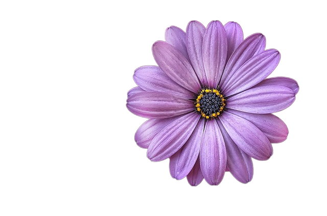 flower, purple, 4k wallpaper 花,紫色,4 k墙纸