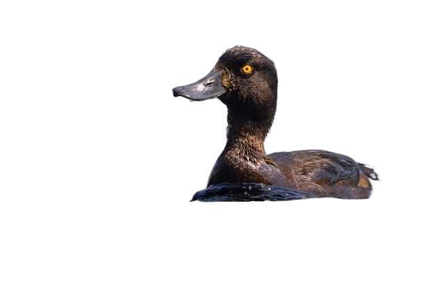 duck, tufted duck, ducklings