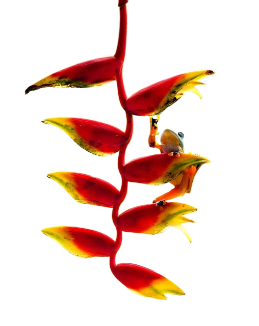 heliconia, lobster claws, flora