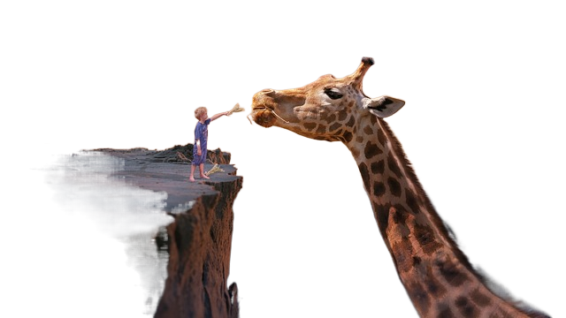 giraffe, child, nature 长颈鹿,孩子,自然