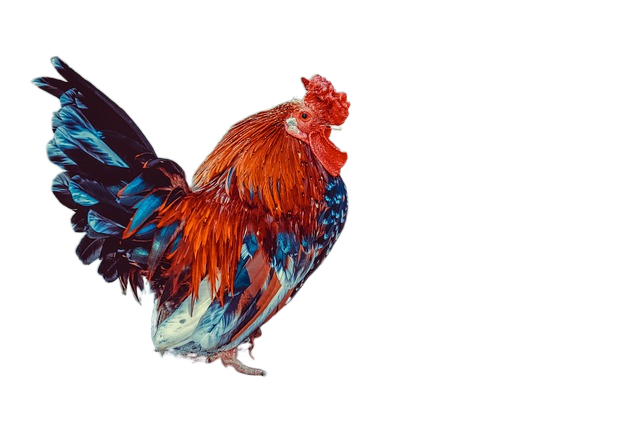 chicken, animal, poultry 鸡肉,动物,家禽