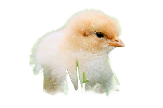 bird, chick, baby chicken 宝贝,鸟,小鸡鸡