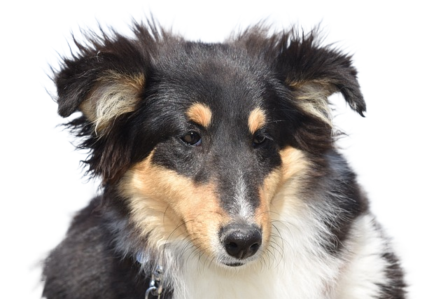 dog, dog shetland sheepdog, shetland sheepdog tricolour