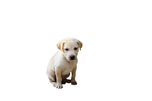 dog, puppy, cute