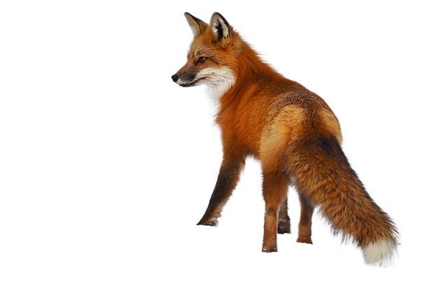 fox, animal, mammal