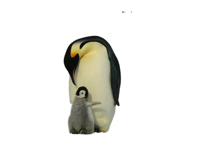 penguins, emperor penguins, baby 企鹅,企鹅们,宝贝
