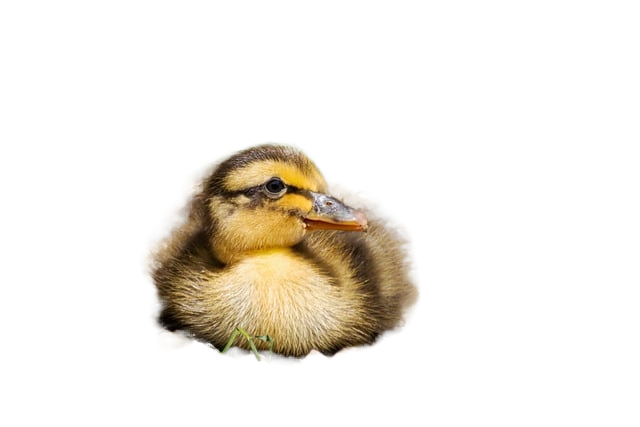 bird, ornithology, duck