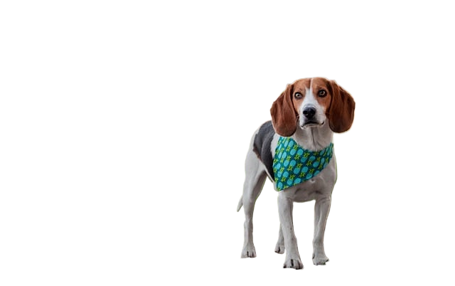dog, beagle, beagling
