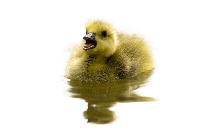 gosling, chick, bird