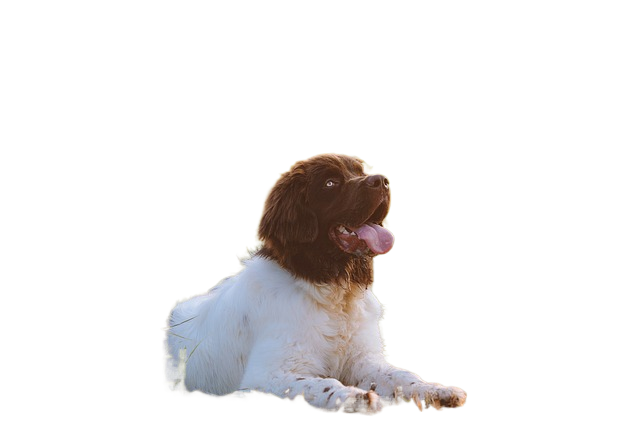 dog, puppy, canine