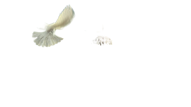 fantasy, tortoise, pigeon 幻想,乌龟,鸽子