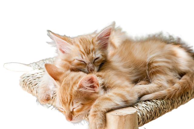 kittens, pets, sleeping 小猫、宠物、睡觉