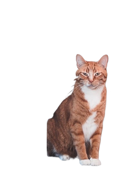 cat, feline, whiskers