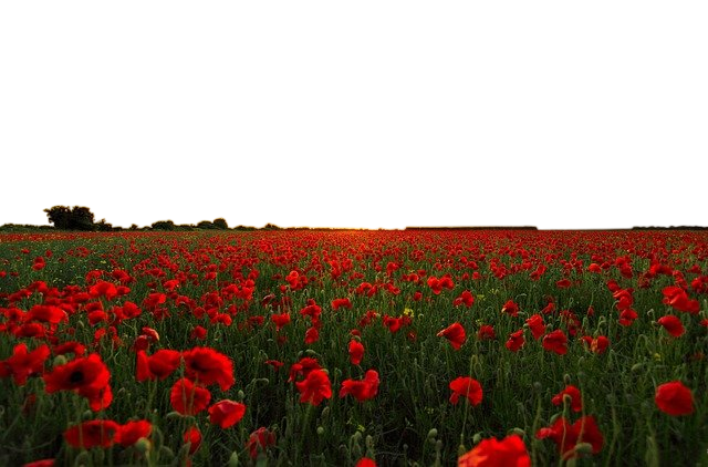 sunset, poppies, field 日落,罂粟,字段