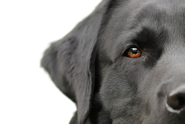 dog, labrador, pet 拉布拉多狗,宠物