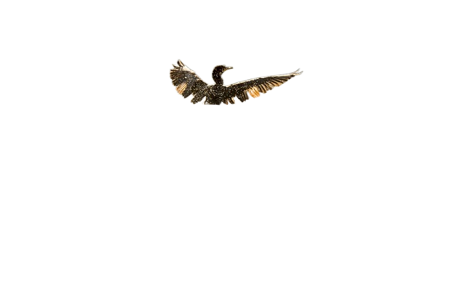 bird, duck, wings 鸟,鸭子,翅膀