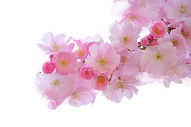 pink, cherry blossoms, flowers 樱花,粉色的花