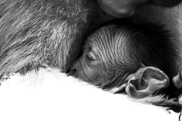macaques, baby monkey, animals
