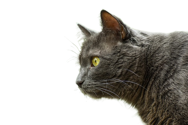 animal, cat, feline