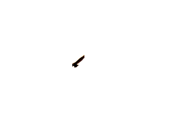 eagle, bird, animal 鹰,鸟,动物