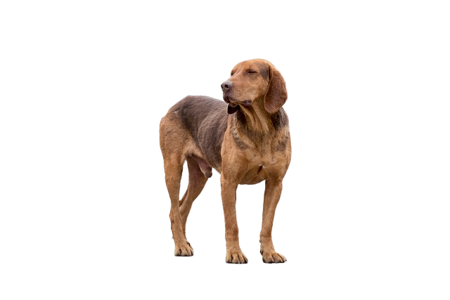hound, dog, pet