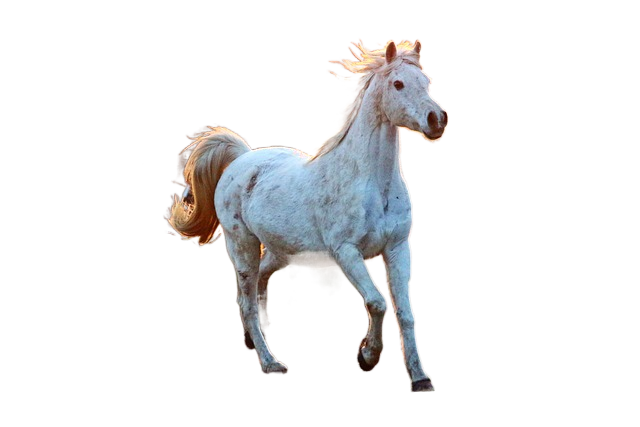 horse, gallop, paddock 马疾驰,围场